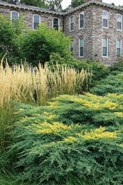 Ялівець Golden Spring догляд